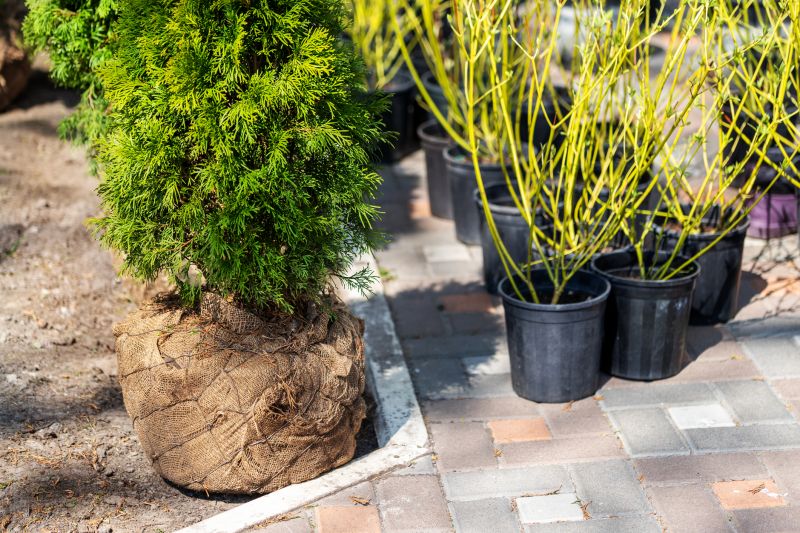 Privacy Trees Planting in Ventura County, CA